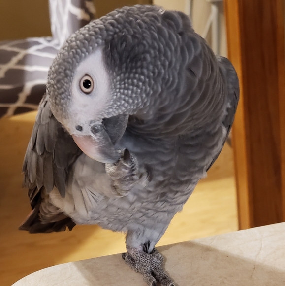 Meet your Posher, Nikki - Picture 4 of 8